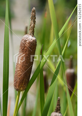 Cattail 42262655