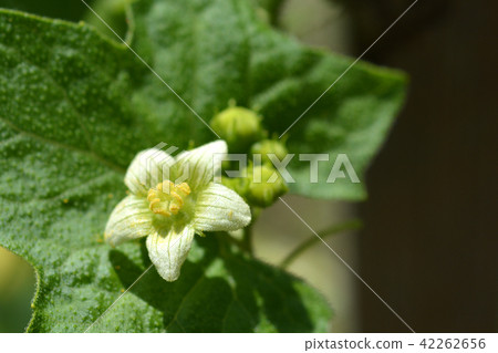 English mandrake English mandrake 42262656