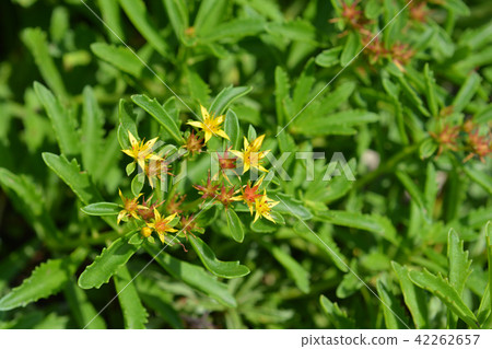 Middendorf Stonecrop 42262657