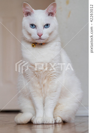 White Cat White Cat Stock Photo 42263012 Pixta