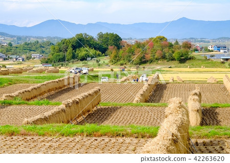 Rural landscape in autumn 42263620