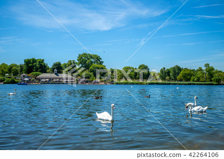 landscape of swan lake in hyde park, london, uk landscape of swan lake in hyde park, london, uk 42264106