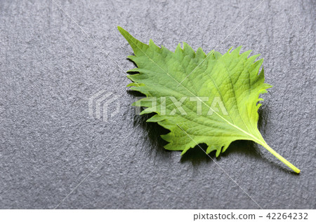 Macrophyll Macrophyll 42264232