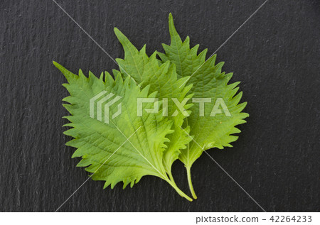 Macrophyll Macrophyll 42264233