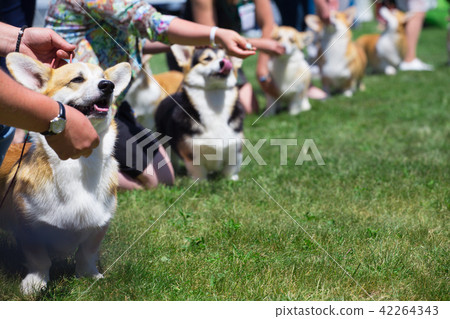 corgi dog show 42264343