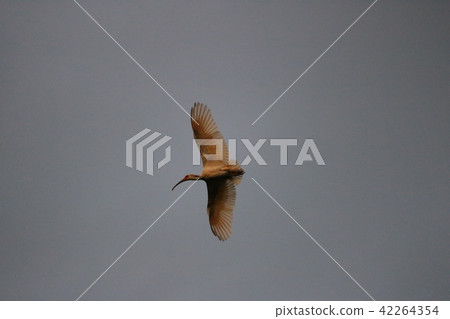 Beautiful feather Beautiful feather 42264354