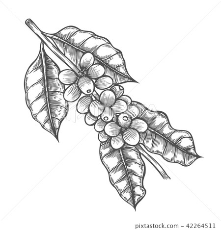 Coffee tree illustration 42264511