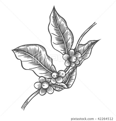 Coffee tree illustration 42264512