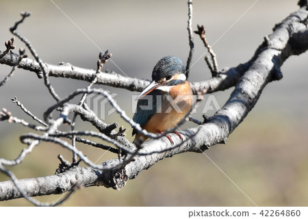 翠鳥 翠鳥 42264860