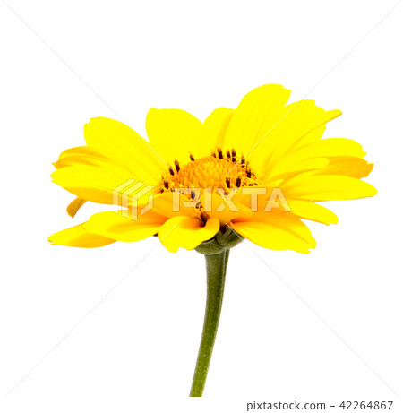 Beautiful daisy flowers isolated  background 42264867