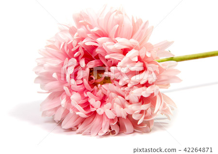 Colorful aster flowers isolated  white background 42264871