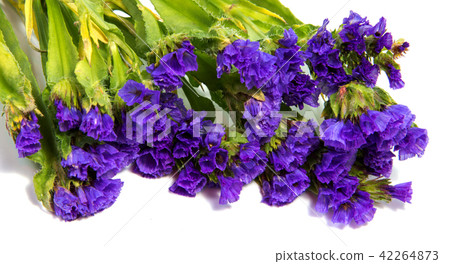 Beautiful daisy flowers isolated white  background 42264873