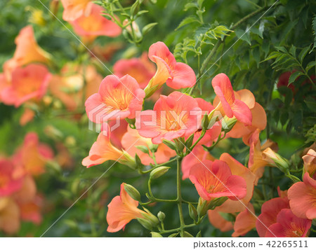 Nausuz Kazura 42265511