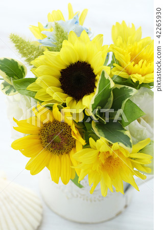 太陽花的安排 太陽花的安排 42265930
