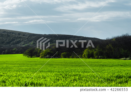Image of a landscape of a green grass or wheat field and a blue sky with patterns from the clouds Image of a landscape of a green grass or wheat field and a blue sky with patterns from the clouds 42266553