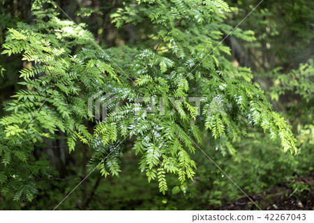 樹_植物 42267043