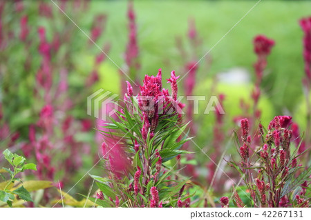 紅色花花花 紅色花花花 42267131