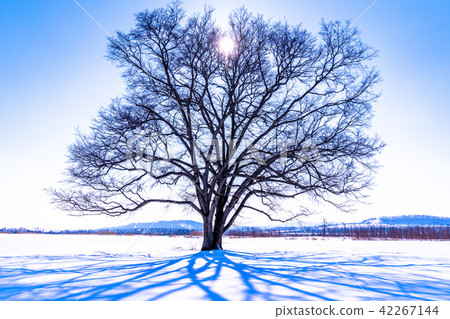 "Hokkaido" Tree of Harnile · Toyokochi Town "Winter" "Hokkaido" Tree of Harnile · Toyokochi Town "Winter" 42267144