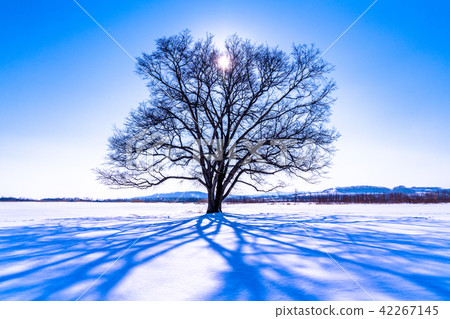 “Hokkaido”Harnile樹·Toyokochi鎮“冬天” “Hokkaido”Harnile樹·Toyokochi鎮“冬天” 42267145