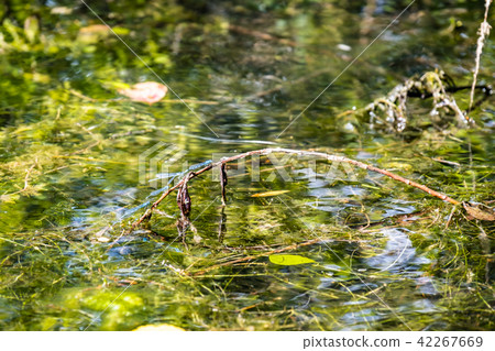 Baby dragonflies on branch in a lake 42267669