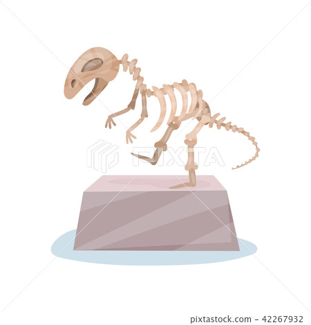 Dinosaur skeleton on gray stand. Ancient museum exhibit. Bones of prehistoric reptile. Flat vector Dinosaur skeleton on gray stand. Ancient museum exhibit. Bones of prehistoric reptile. Flat vector 42267932