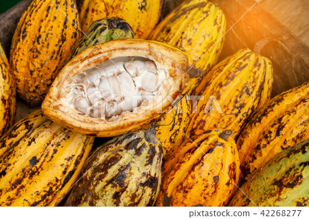 Cocoa beans and cocoa pod on a wooden surface. Cocoa beans and cocoa pod on a wooden surface. 42268277