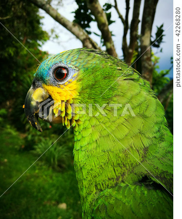 Amazona aestiva, a parrot with green and blue Amazona aestiva, a parrot with green and blue 42268280