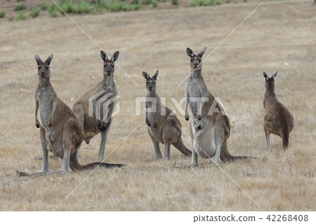 Western Grey Kangaroo, Macropus fuliginosus Western Grey Kangaroo, Macropus fuliginosus 42268408