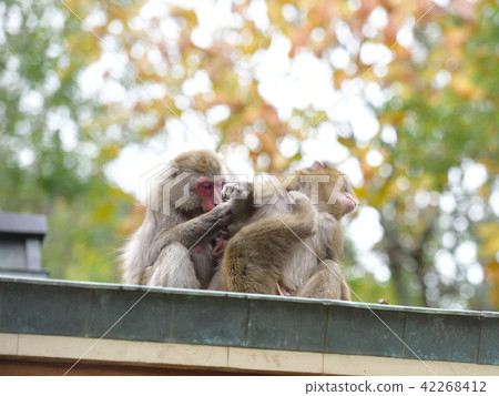 That is good grooming 42268412