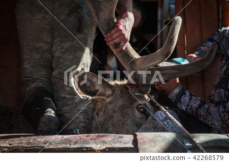 Cutting antlers of Altaic stag maral 42268579