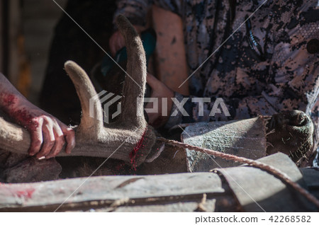 Cutting antlers of Altaic stag maral Cutting antlers of Altaic stag maral 42268582