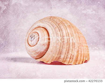 A seashell with scratches in a vintage style. A seashell with scratches in a vintage style. 42270133