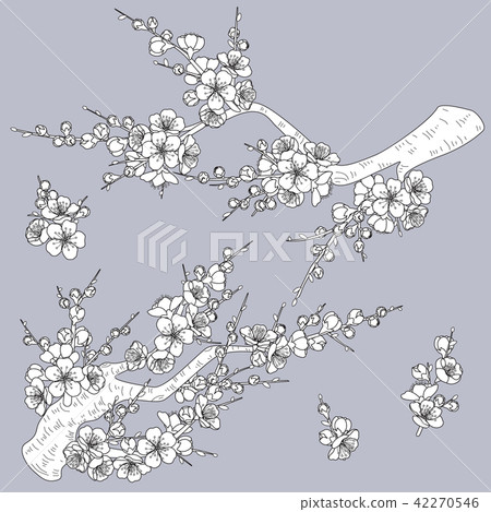 Black and White Plum Blossom Branches 42270546