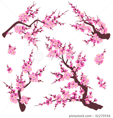Plum Blossom Branches Set 42270548