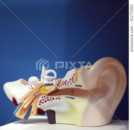 Medical ear deafness model Medical ear deafness model 42271005