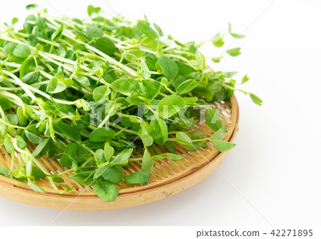 Bean seed vegetables 42271895