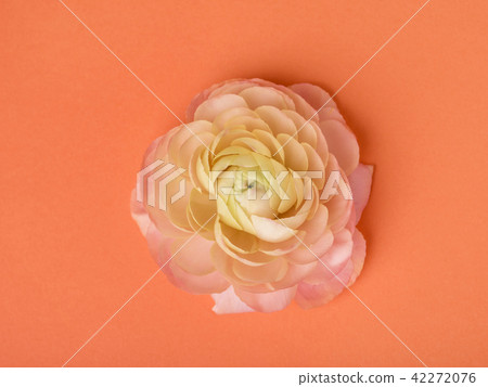 Beautiful blooming flowers with colorful petals. Beautiful blooming flowers with colorful petals. 42272076