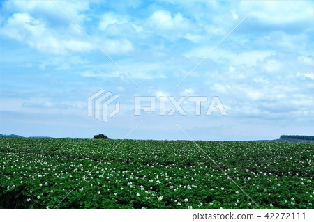 Potato field farmland landscape 42272111
