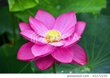 Lotus flower, Lotus Flower lotus complex, Boeun-gun, Chungbuk 42272250
