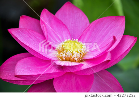 Lotus flower, Lotus Flower lotus complex, Boeun-gun, Chungbuk 42272252