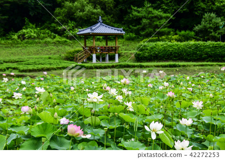 蓮花，蓮花蓮花複合體，Boeun-gun，Chungbuk 42272253