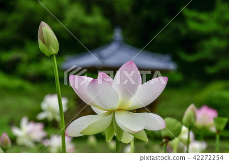 Lotus flower, Lotus Flower lotus complex, Boeun-gun, Chungbuk 42272254