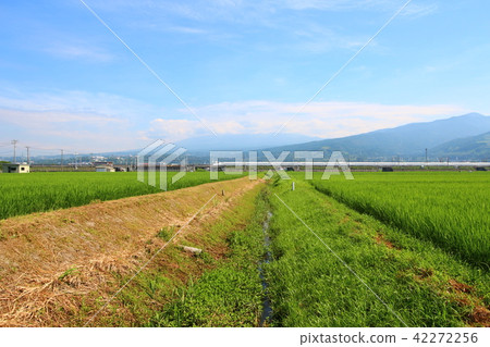 Scenery of Shinkansen and rice field 42272256