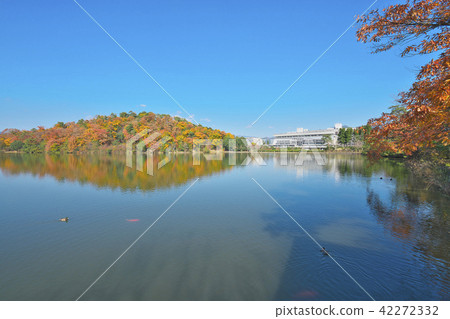 Autumn-colored Takarago Pond 42272332