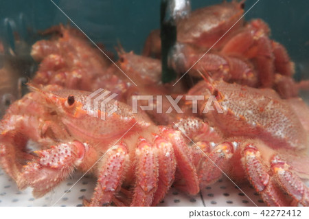 Hair to Hair to 42272412