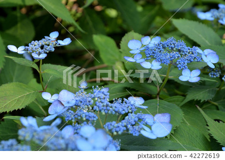 樹:Yamahadai繡球花家庭 樹:Yamahadai繡球花家庭 42272619