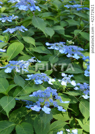 樹:Yamahadai繡球花家庭 樹:Yamahadai繡球花家庭 42272621