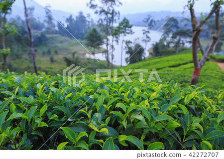 tea plantations high in the mountains tea plantations high in the mountains 42272707