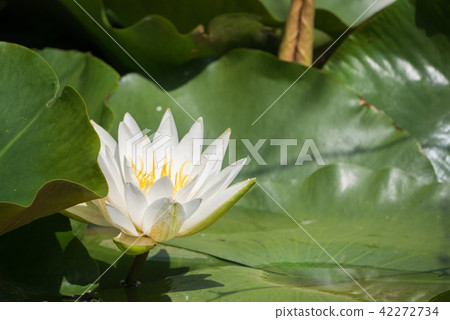 Water lily 42272734