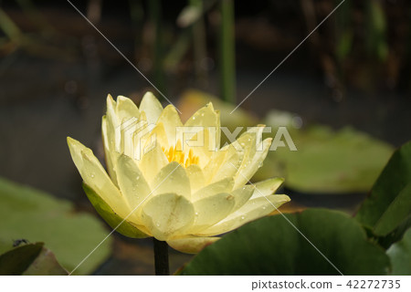 Water lily 42272735